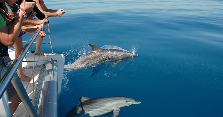 Pics Photos - Dolphin Watching Tours