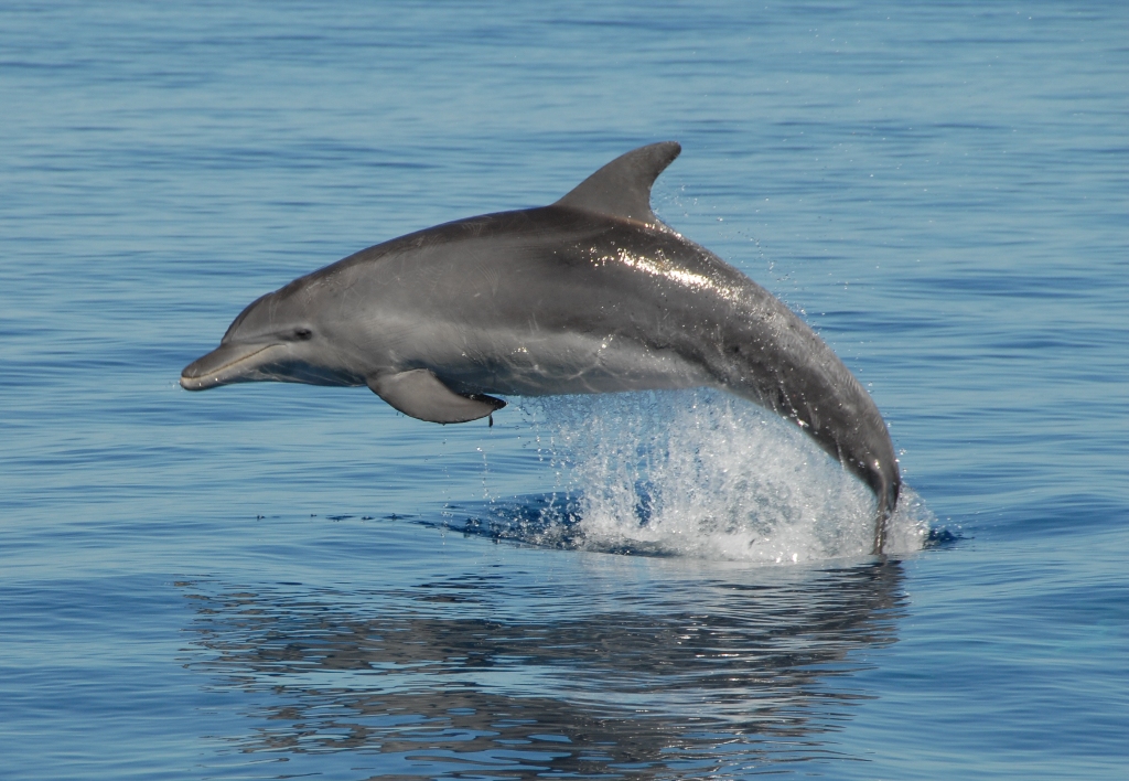 Big Island Dolphin Tour Big Island Dolphin Tour