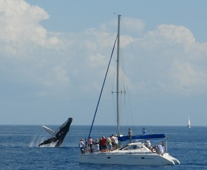 Whale watching Hervey Bay, Fraser Island, Queensland Australia