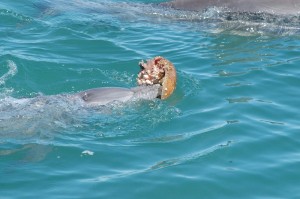 Dolphin with Shell Bottle-nose dolphin and large shell