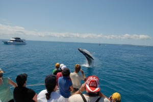 Hervey Bay Whale Watching Breach Hervey Bay Whale Watching Breach