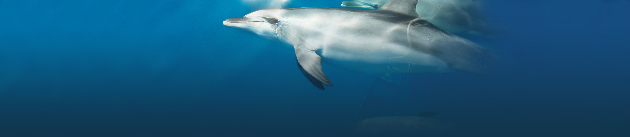 Dolphin watching tours Hervey Bay, Fraser Island, Queensland