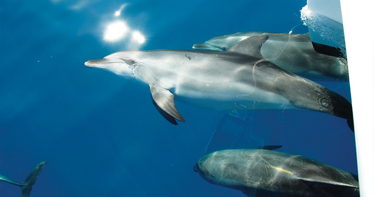 Dolphin Watching Tours Hervey Bay Dolphin Watching Tours Hervey Bay