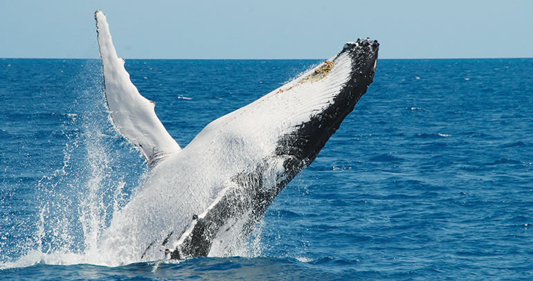 Hervey Bay: 15 best whale watching photos
