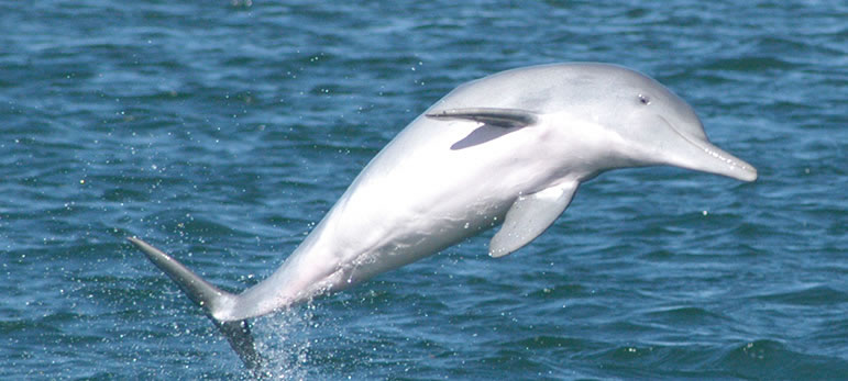 Indo-pacific humpback dolphin