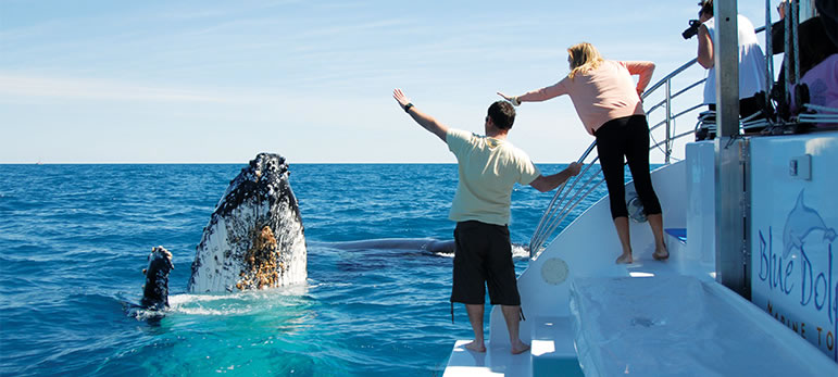 Say hi to Harvey the whale!