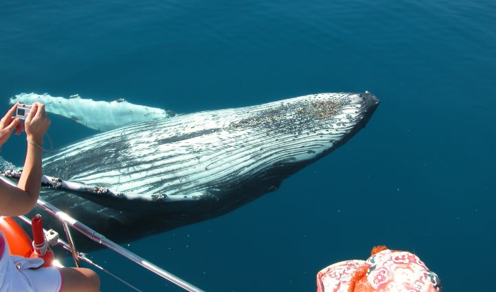 Hervey Bay Whale Watching tours - Humpback Whale Spy Belly