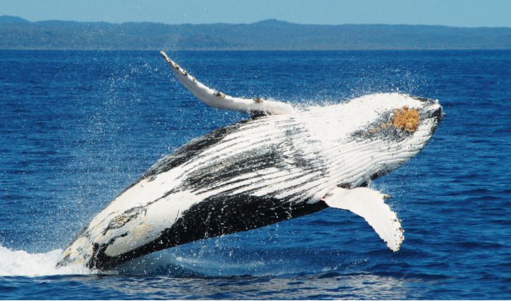 Hervey Bay Whale Watching tours - Humpback Whale Jump