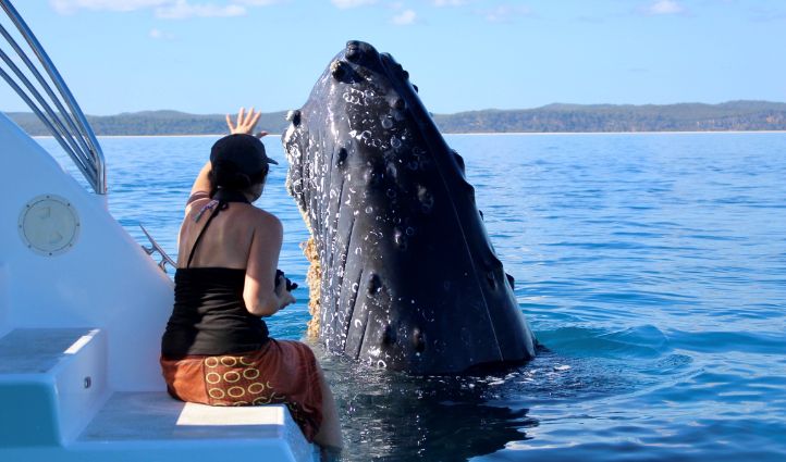 Hervey Bay Whale Watching tours - Humpback Whale Spy Hop Hello