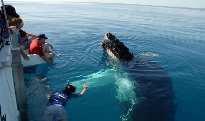 Hervey Bay Whale Watching tours - Humpback Whale Spy Hop