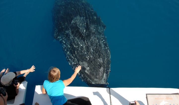 Hervey Bay Whale Watching tours - Humpback Whale Under Boat