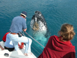 Whale watching Hervey Bay, Fraser Island, Queensland Australia